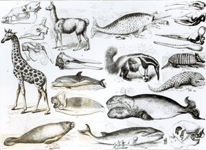 Cetacea Edentata 作者 英语学校
